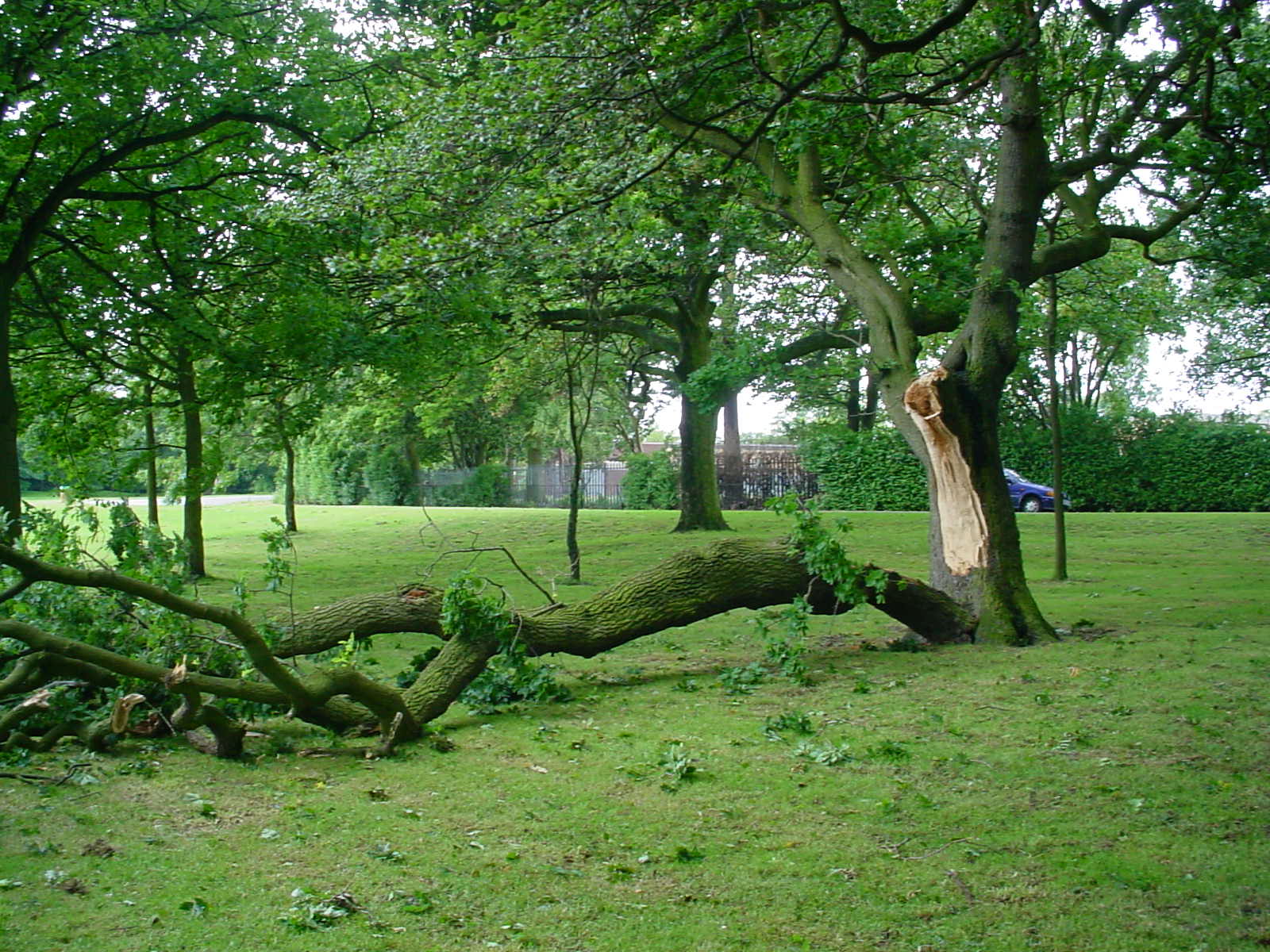 Tree Branch Fallen Down