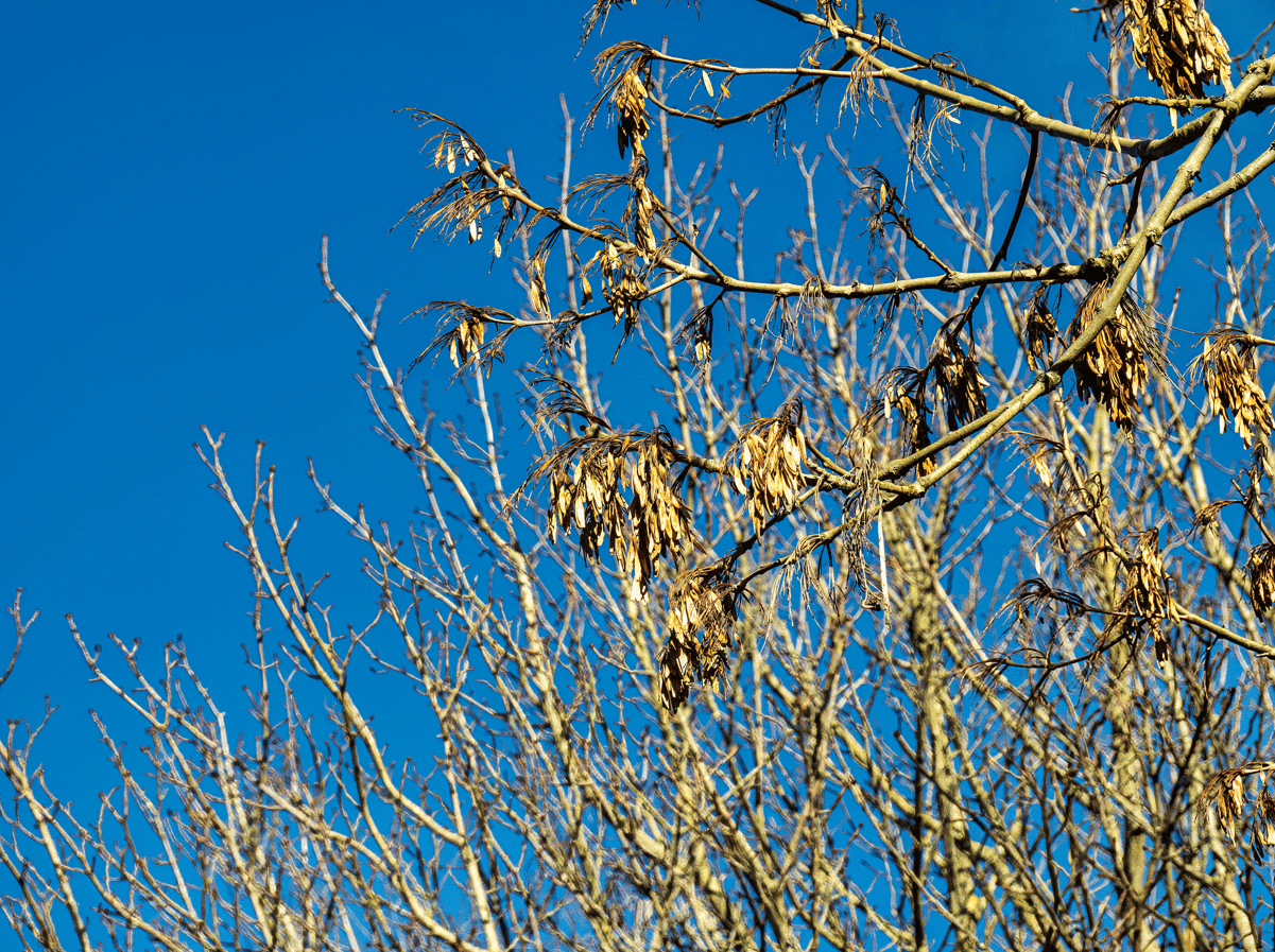 Ash (Fraxinus americana ‘Autumn Purple’) tree in January