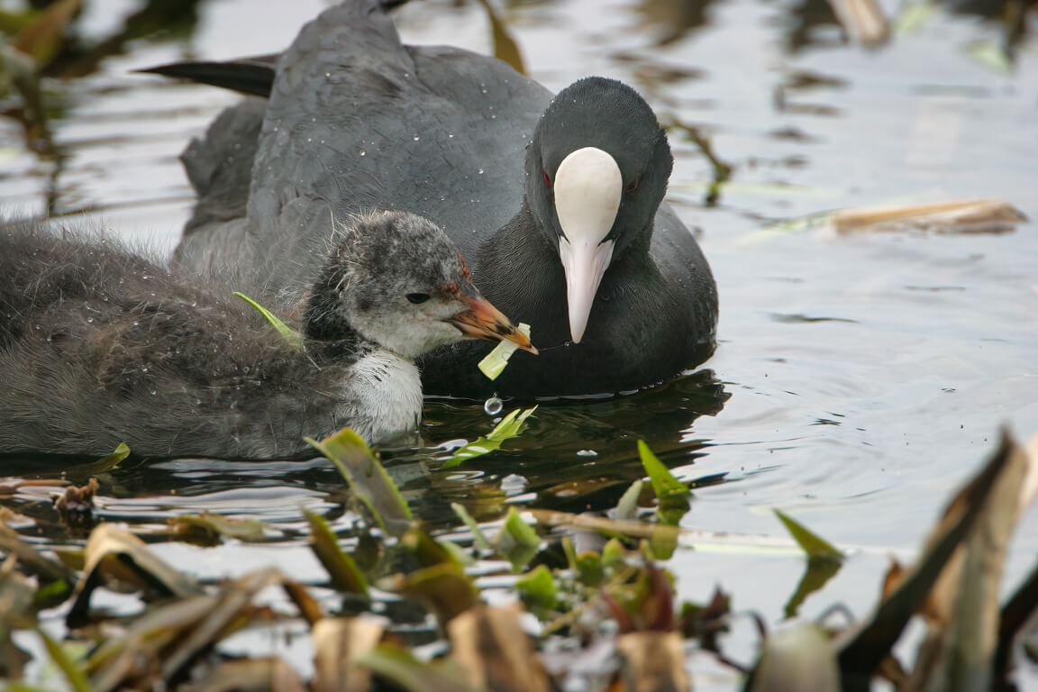 A coot and its baby in the water passing a blade of grass to each other