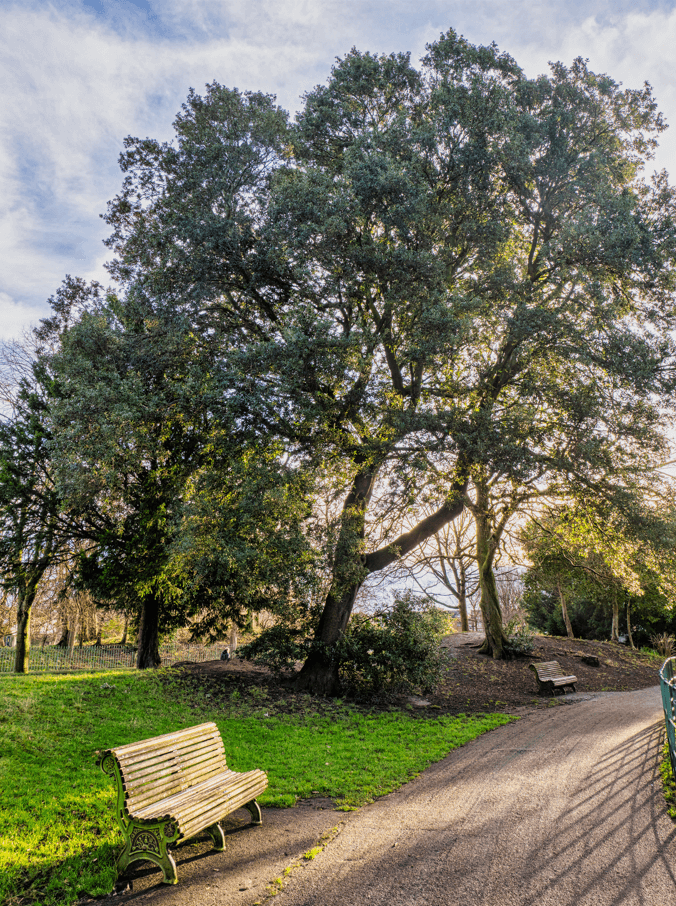 Holm Oak Tree in January 