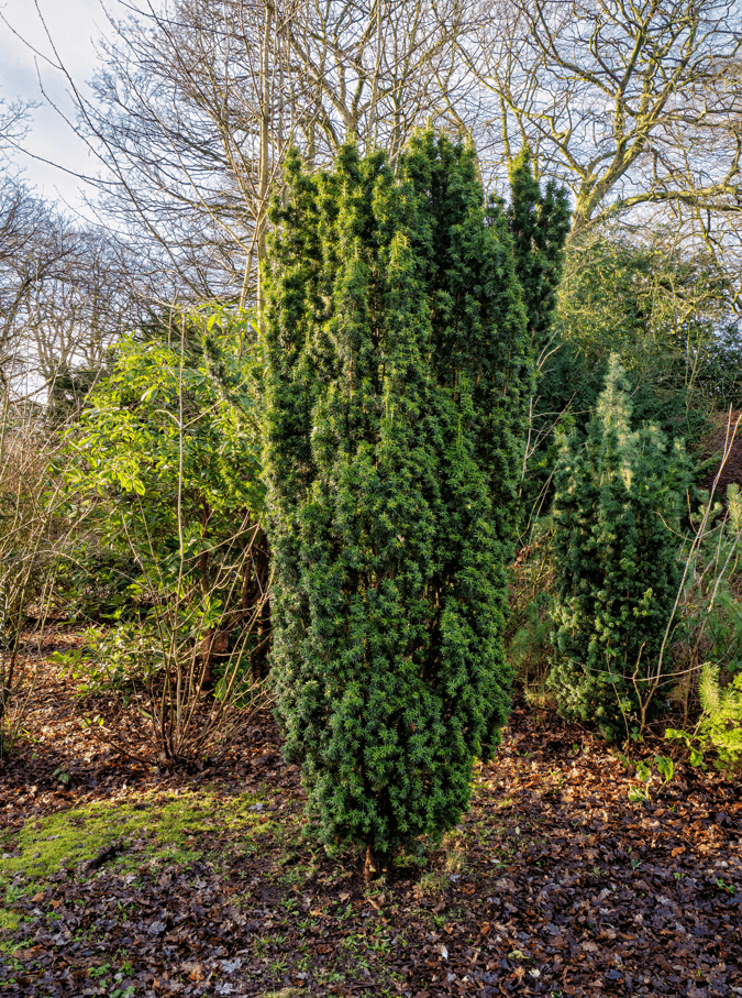 Irish Yew Taxus Baccata Fastigiata Tree in January