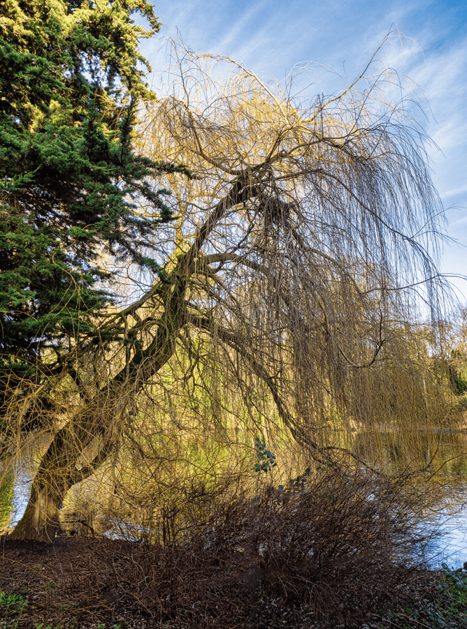 Weeping Willow tree in January 