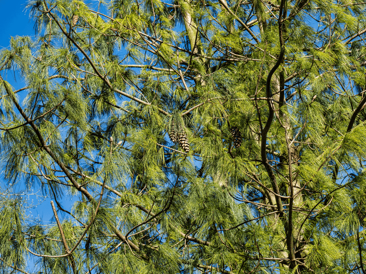 White Pine Tree in January
