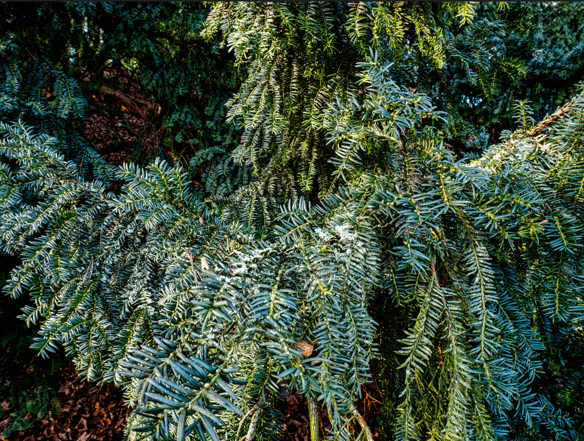 English Yew (Taxus Baccata) tree in January