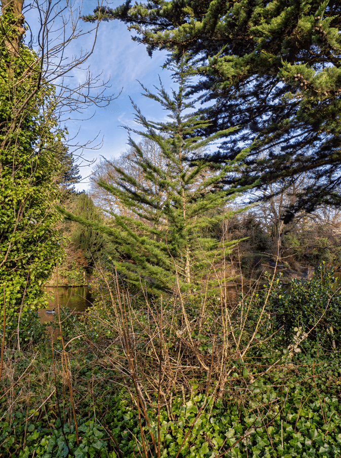 Monterey Cyprus Tree in January 